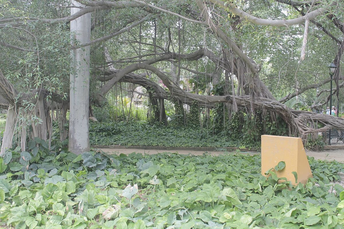 Publicación de Quinta de San Pedro Alejandrino